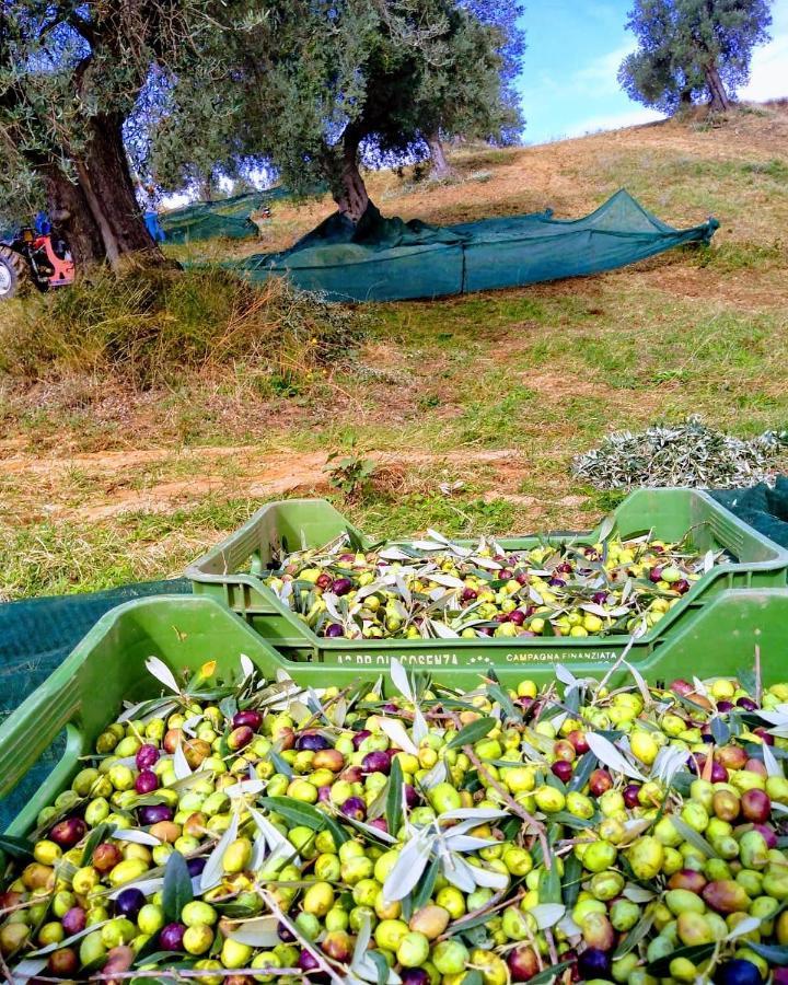 Agriturismo Trappeto Vecchio San Demetrio Corone 外观 照片